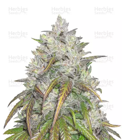 Dance World CBD Seeds — product photo