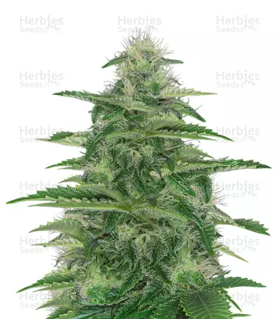 Dark Delight Seeds — product photo