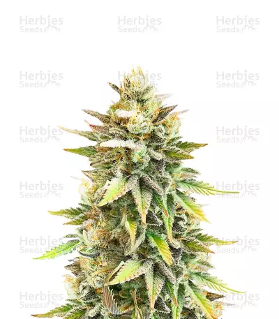 Ghost Chem OG Seeds (Seedkeepers) — product photo