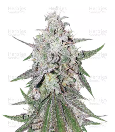 Dark Ghost Train Seeds — product photo