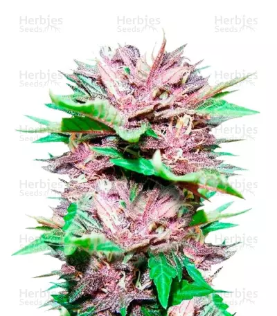 Auto Dark Purple Auto Seeds — product photo