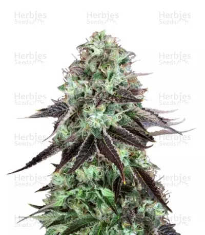 DarkStar Seeds — product photo