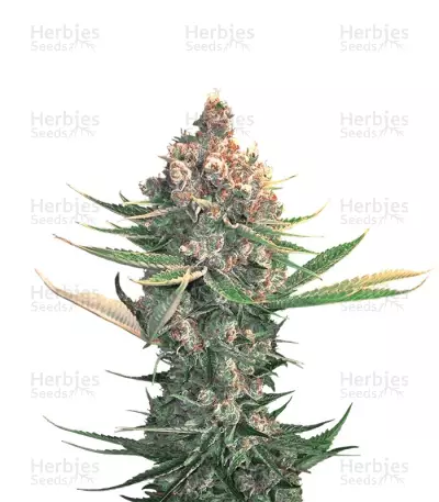 Dawg Star Kush Seeds — product photo