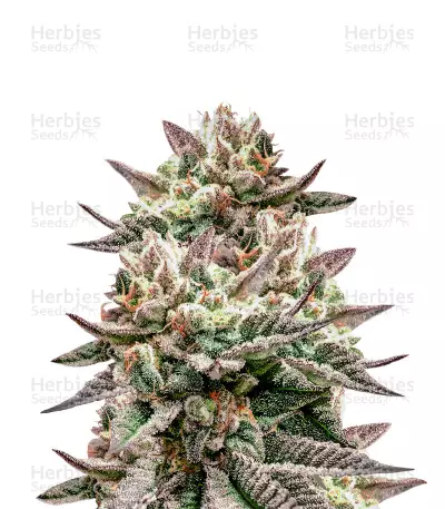 Deadhead OG Seeds — product photo