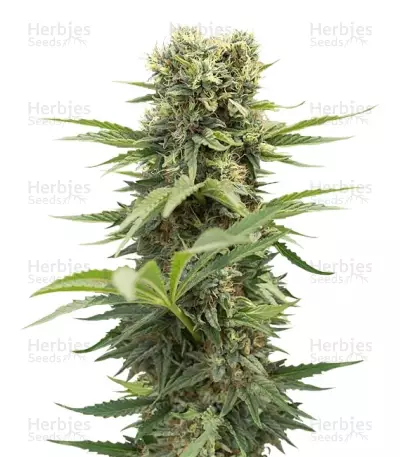 Dedoverde Haze Seeds — product photo
