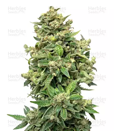 Deep Blue C F2 Auto Seeds — product photo