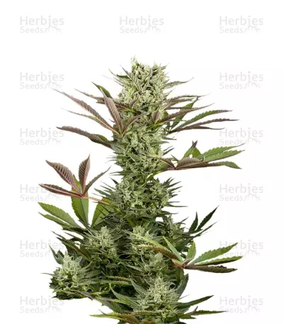 Deep Cheese Seeds — product photo