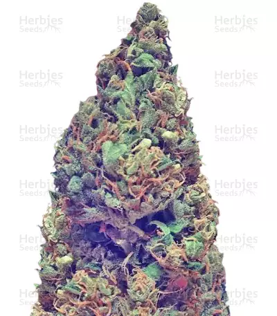 Deep Purple Haze Seeds — product photo
