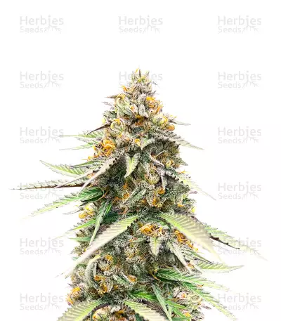 Delicious Cookies Early Version Seeds (Delicious Seeds) — product photo
