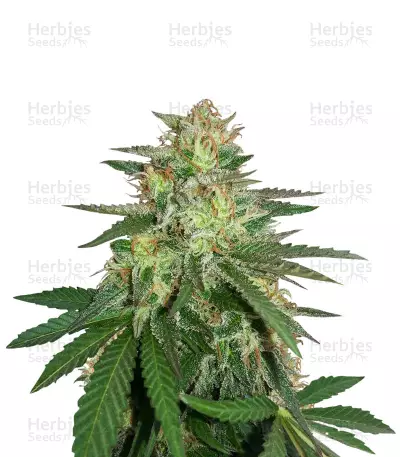 Destroy OG Seeds — product photo
