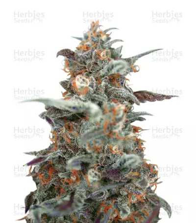 Devil Cream Auto Seeds — product photo