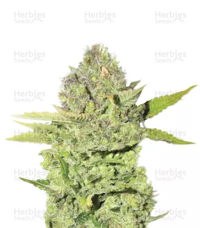 Devil Fruit Seeds — product photo