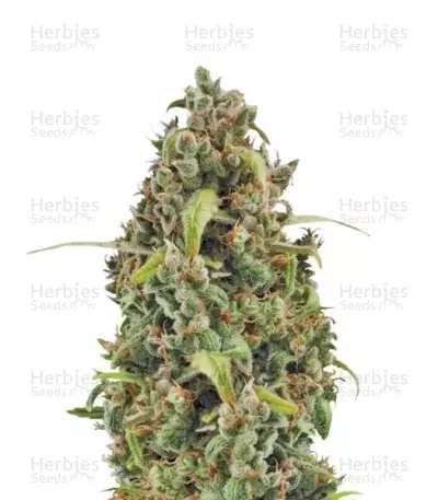 Diesel Automatic Seeds — product photo