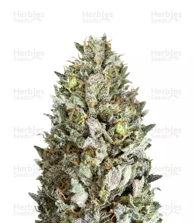 Diesel Drift Seeds — product photo