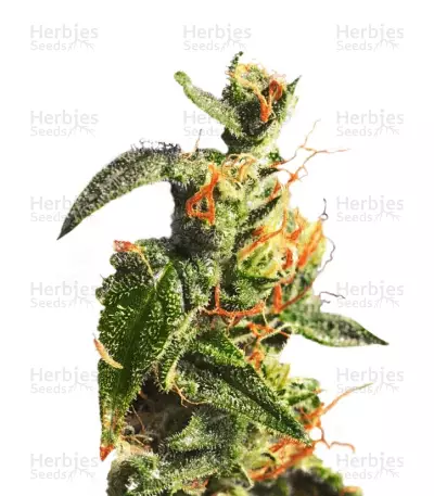 Diesel Glue Seeds — product photo