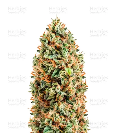 Diesel Matic Seeds — product photo