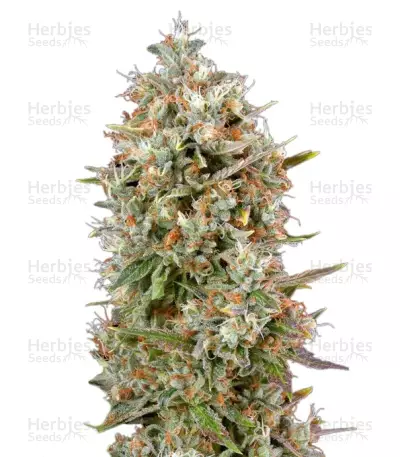 Dinachem Seeds — product photo