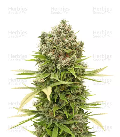 Dinamed CBD Plus Seeds — product photo