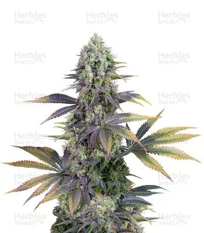 Dinamed CBD Seeds — product photo