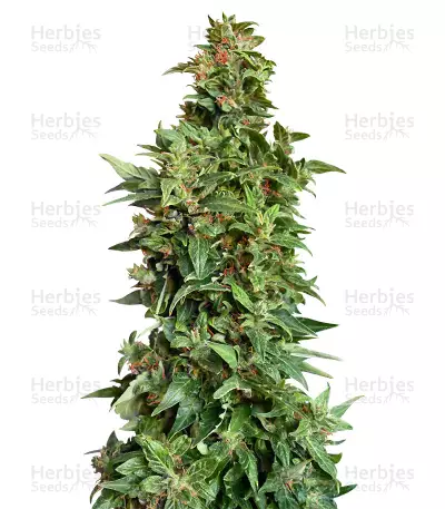 Dinamed Kush CBD Autoflowering Seeds — product photo