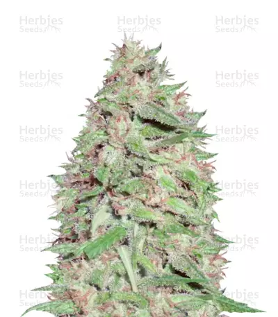 Dizzy Lights Seeds — product photo