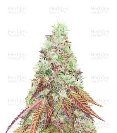 Do-G Seeds — product photo