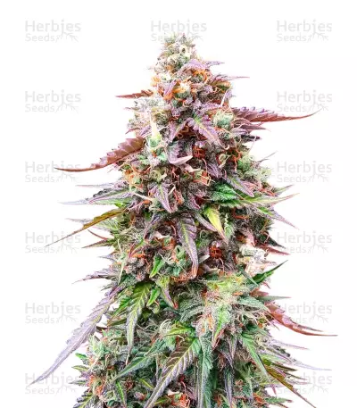 Do-Si-Dos Autoflower Auto