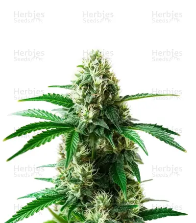 Do Si Dos Seeds — product photo