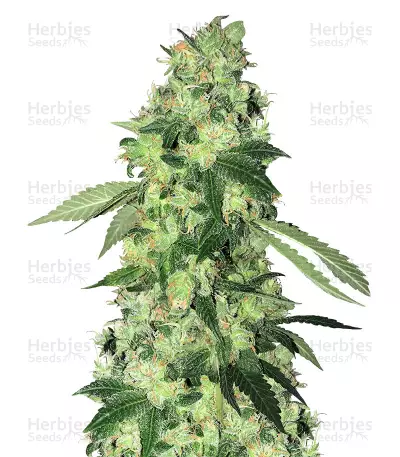 Do-Sweet-Dos Seeds — product photo