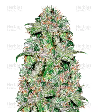 Doctor Jamaica Seeds — product photo