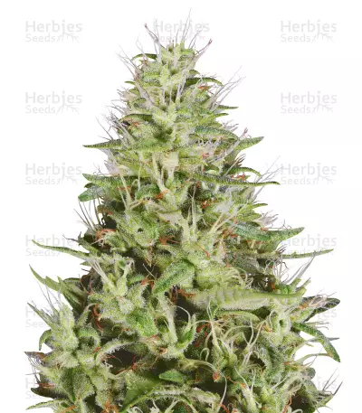 Dogstar Dawg Seeds — product photo