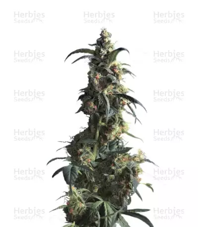 Domina Haze Seeds — product photo
