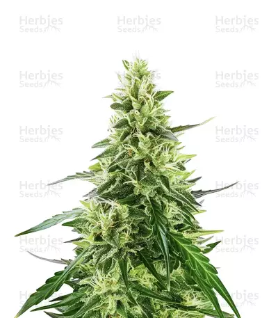 Dos Si Dos Auto Seeds — product photo