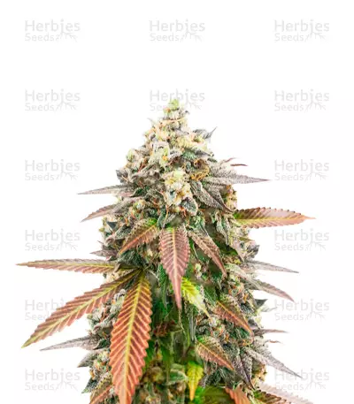 Dos Y Glue Seeds (Grow Barato) — product photo