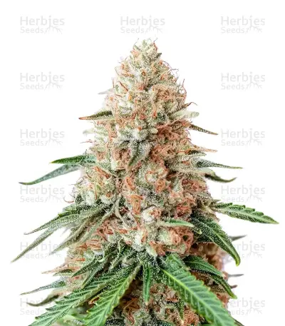 Double Cream Seeds — product photo