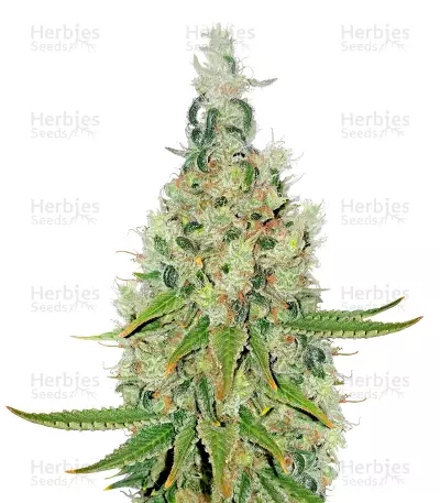 Double Glock Seeds — product photo