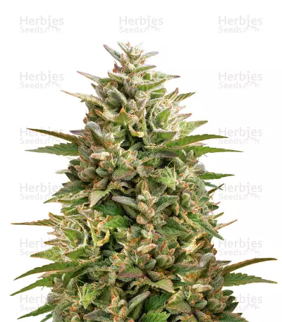 Double OG Haze Seeds — product photo