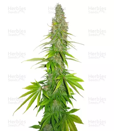 Double White Seeds — product photo