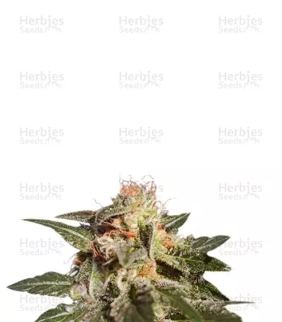 Dr. Jekill Seeds — product photo