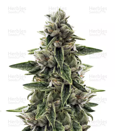 Drama Seeds — product photo