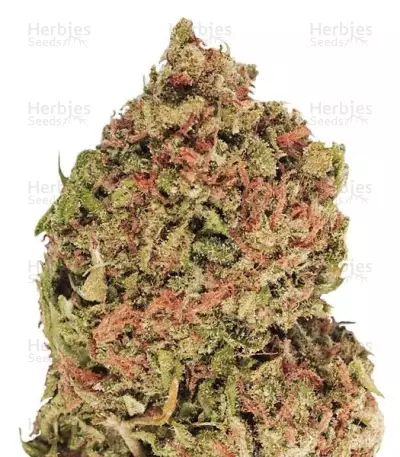 Dream Machine Seeds — product photo