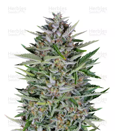 Dreamberry Seeds — product photo