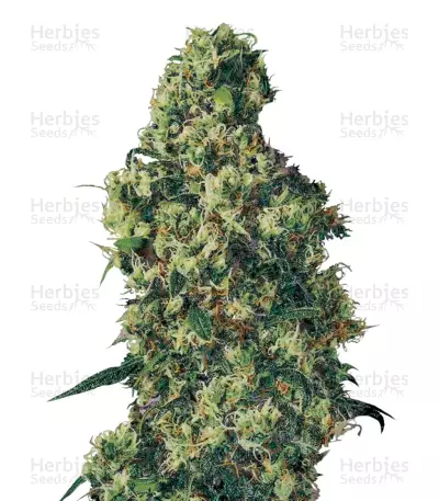Dulce De Leche Auto Seeds — product photo