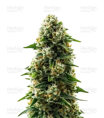 Durban Poison Auto Seeds — product photo