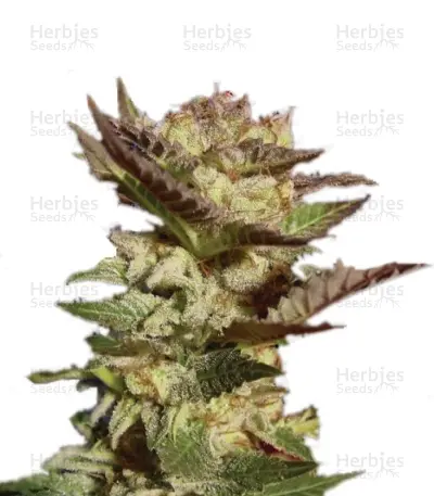 Durga Mata Seeds — product photo