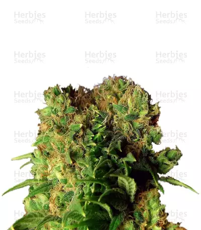 Dutch Dragon Seeds — product photo