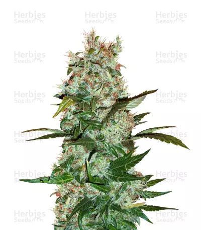 Dutch Haze Seeds — product photo