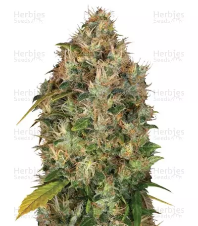 Dutch Kush Seeds — product photo
