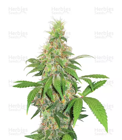Early Bird Skunk Seeds — product photo