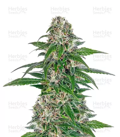Early Skunk Automatic Seeds — product photo
